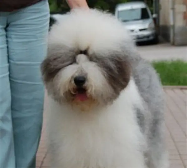 Dollydot Of Snowboot Bears
