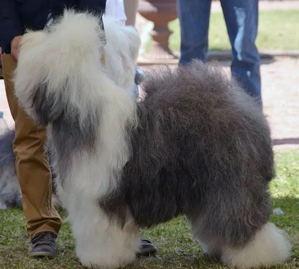 Emotion Of Love Of Reality Dream