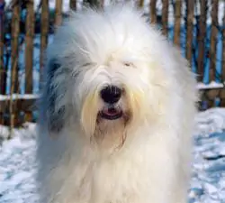 Familytree Eurosport