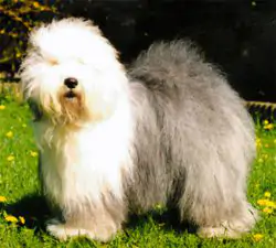 Familytree Pretty Woman