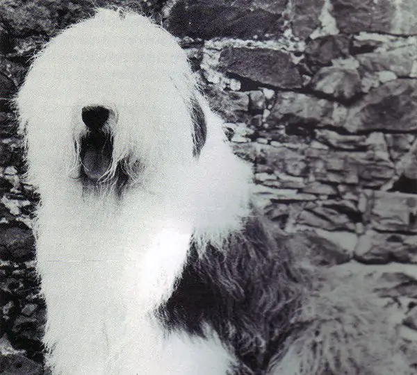 Fernville Lord Digby