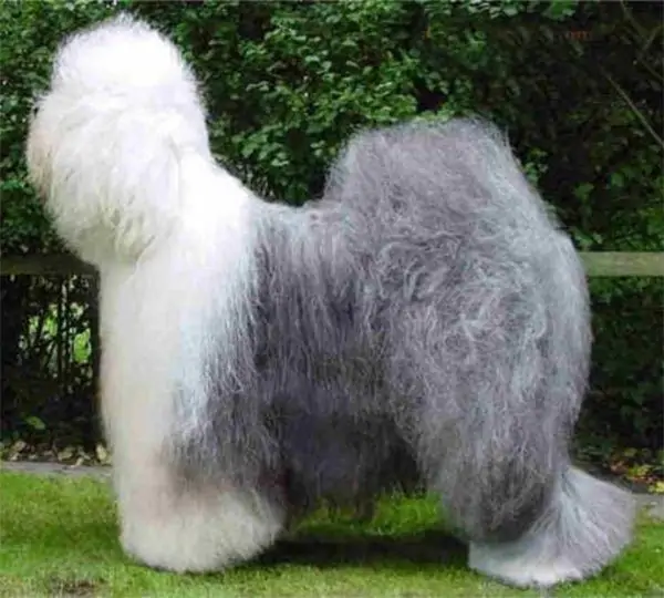 Georgina von Blutenparadise