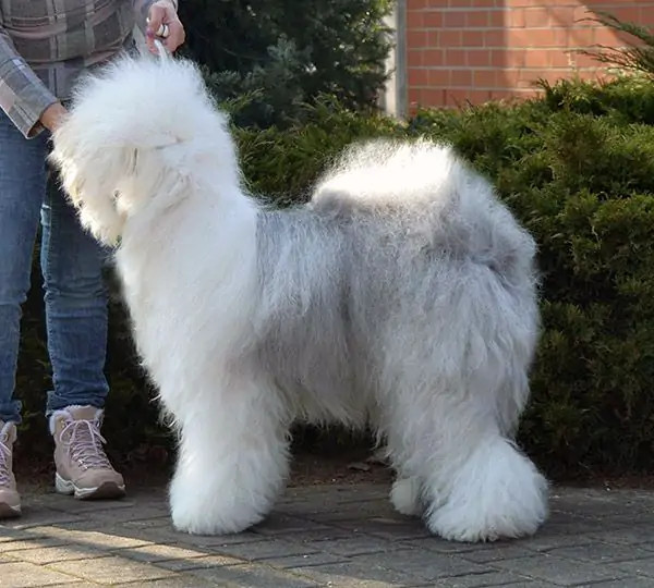 Go Go Girl vom Rangsdorfer See