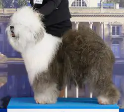Griland Zhefirous Bear