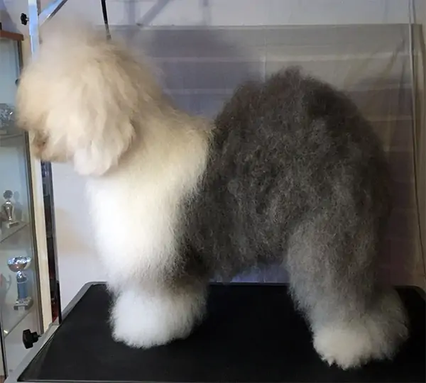 Grizzly Dream Complicated Heart