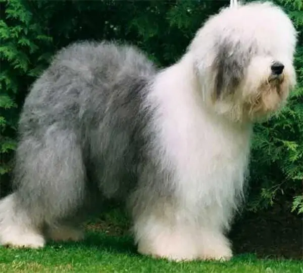 Happy Panda's Nicodemo