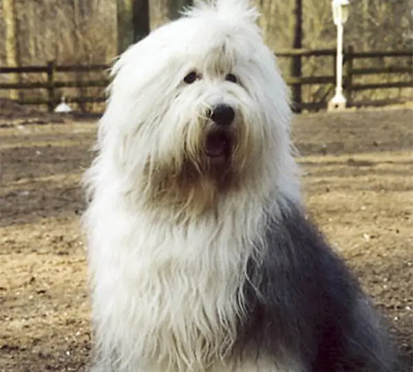 Happy Panda's Numenor