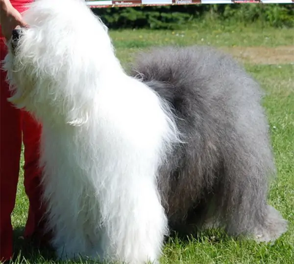 Icing on The Cake From Beautiful Highland