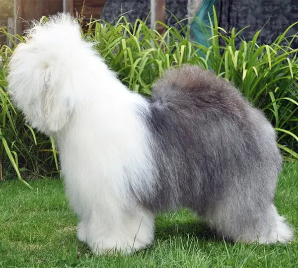 Incrédible Gift Of Reality Dream