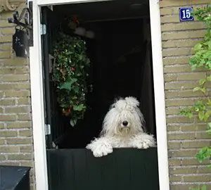 It's Showtime From Beautiful Highland