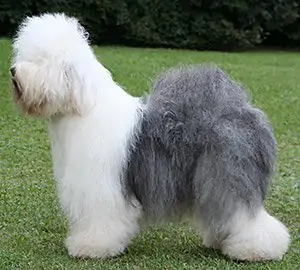 Jadore aus dem Elbe-Urstromtal