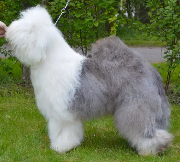 Just The Same Dit Janko Of Reality Dream