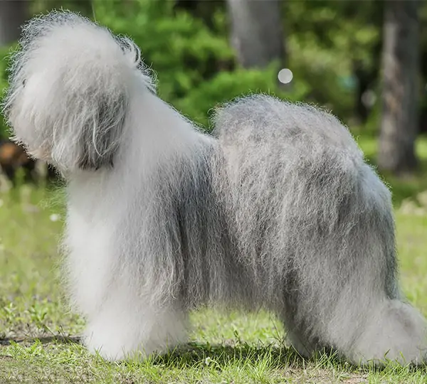 Macoes Anastasia