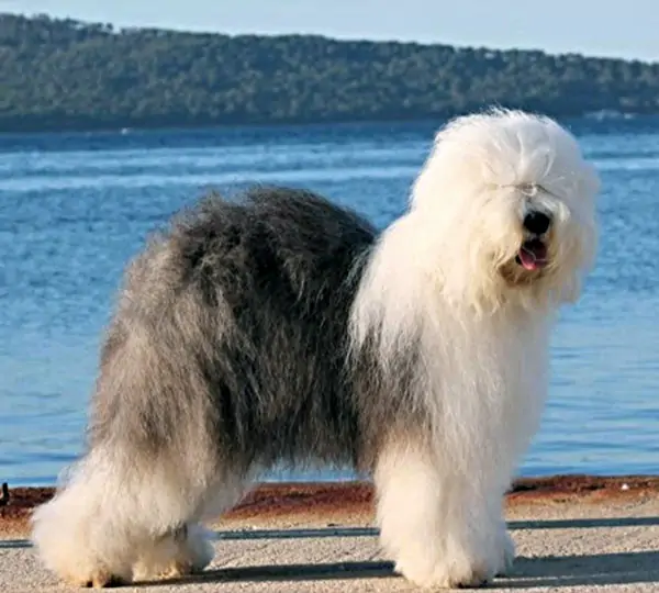 Macoes Elastyna