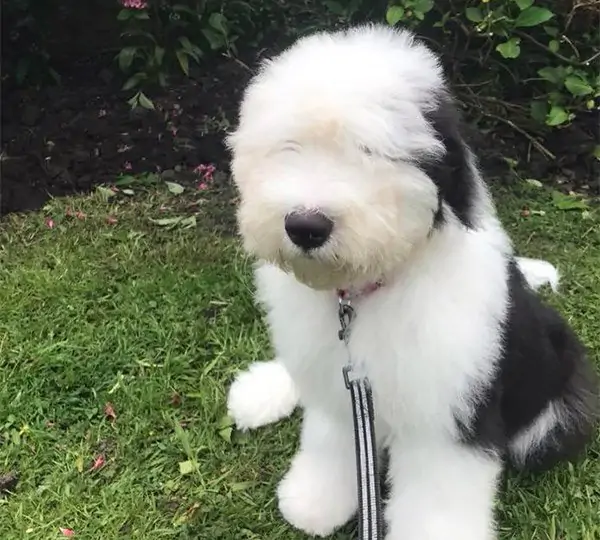 Mellowdee A Perfect Storm