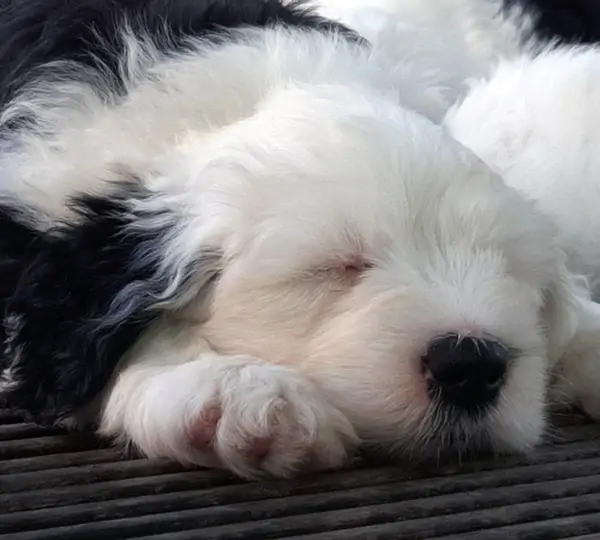 Mick Jagger From Pollies Bobtails