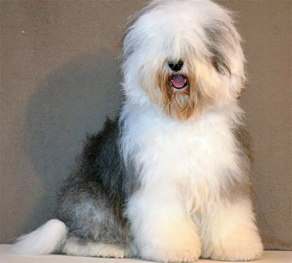 Milagro Cachorros Airin