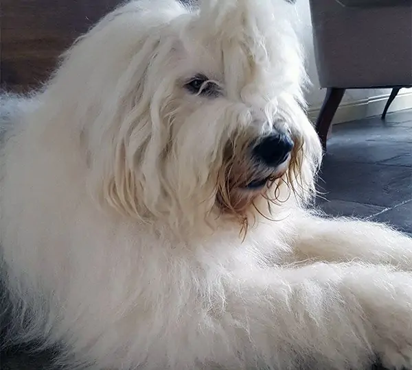 Ones Princess aus dem Elbe-Urstromtal