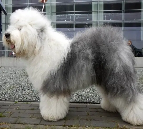 Orson Wallace Millanion