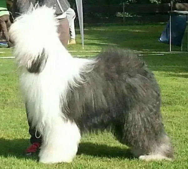 Othello aus dem Rotmaintal