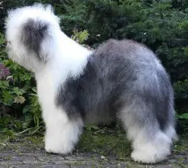 Pole-Position's Quax