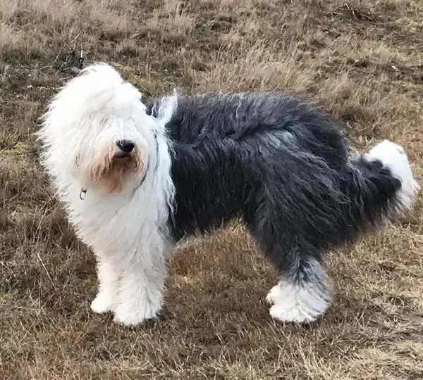 Pole-Position's Smilla