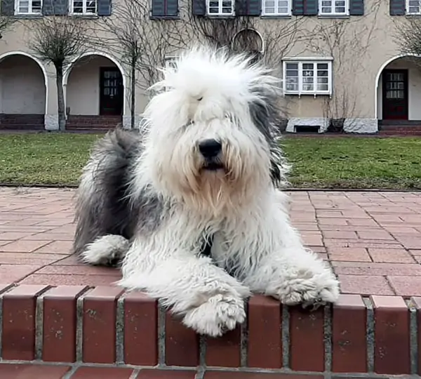 Pole-Position's Without Question