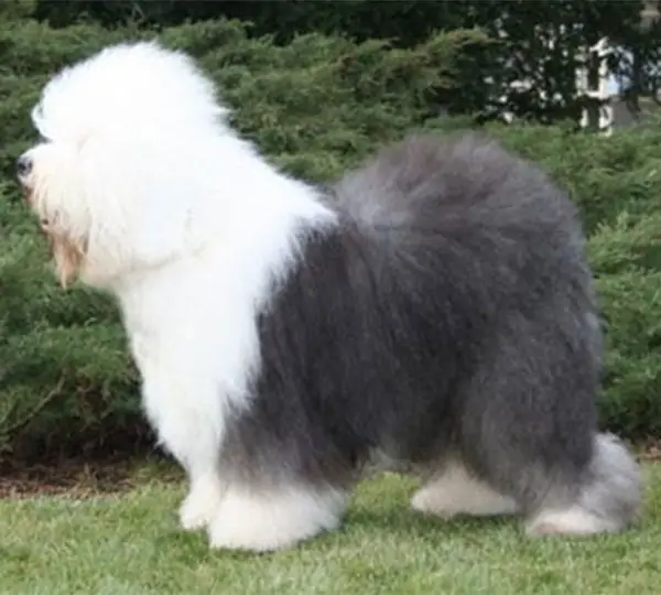 Rollingview Shaggy Blue Zorbas