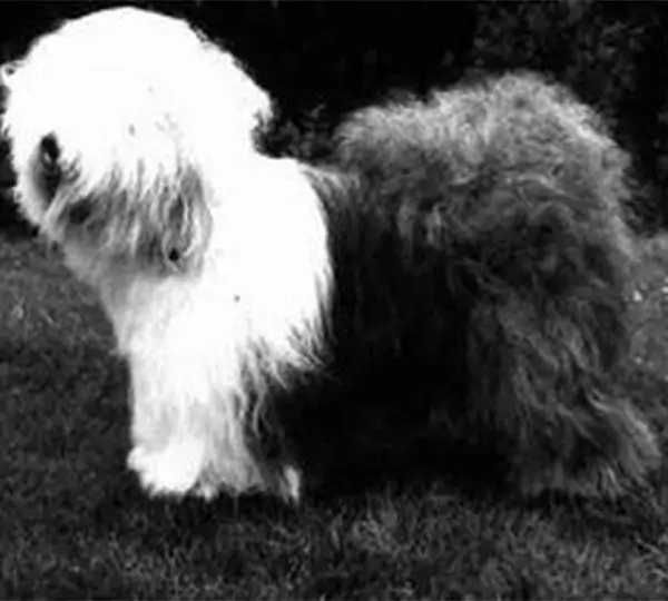 Scarlett O'Hara Of Pelajilo