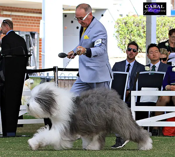 Shaggeybark American Lover Of Aryakas At Snodragon