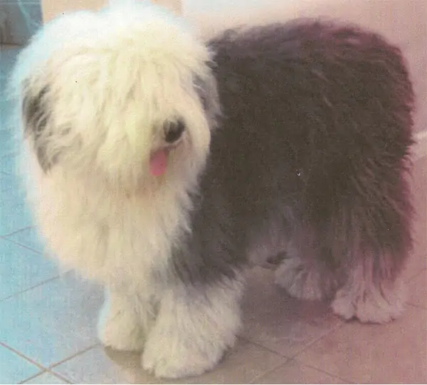 Shaggeybark's Delightful Deal