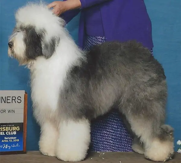 Shaggeybark's Humming Hermonica