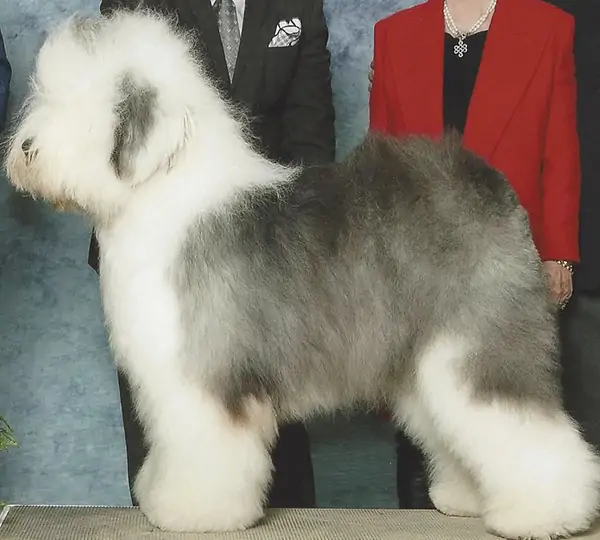 Shaggeybark's Kipling