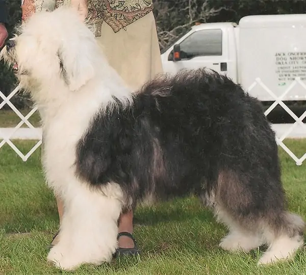 Shaggeybark's Music To My Ears