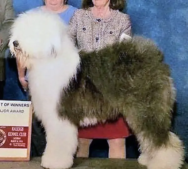 Shaggeybark's Toby Of Clew Bay