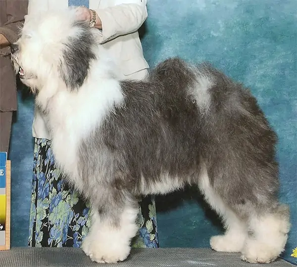 Shaggeybark's Yikes To Yonder