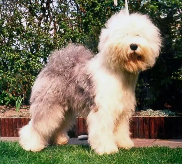 Shaggy Bear's Kiss Me Quick