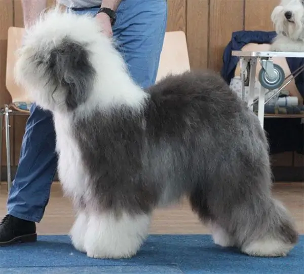 Shaggy Blue Bob's Rebel Yell