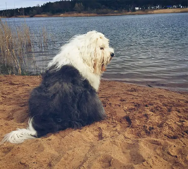 Silvermoon's Rolling Stone