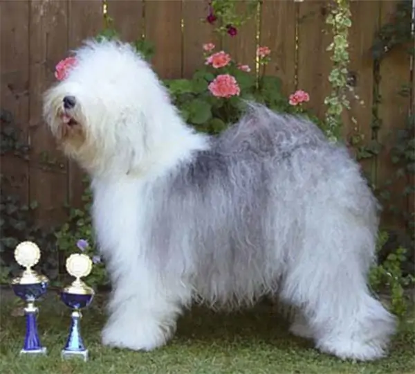 Silvery Bear Göd Ninoschka