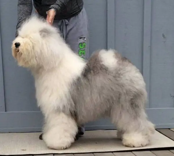 SnowDowne CJ's Cosmo Girl