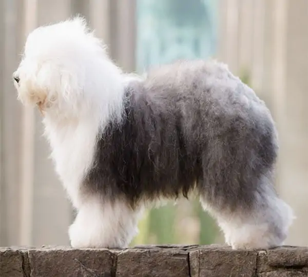 SnowDowne CJ's Masterpiece