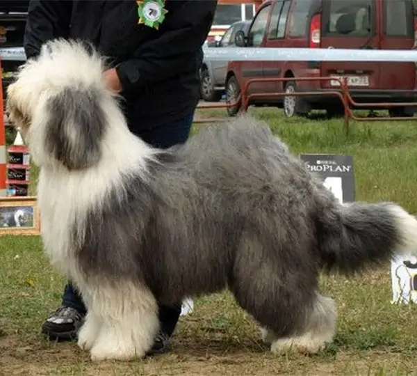 Stefano Super Star Kudlaty Tramp