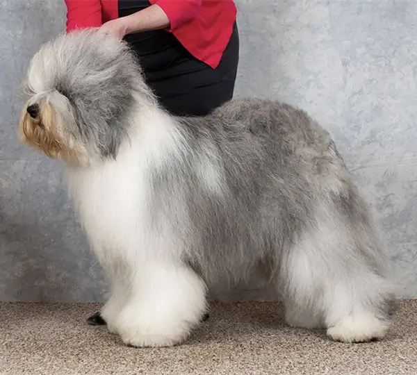 Stoneyroyde Black Eyed Dolly