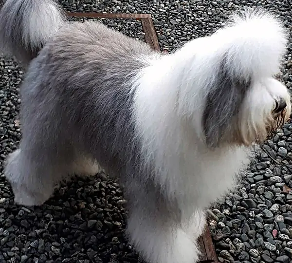 Stoneyroydes Annie Oakley