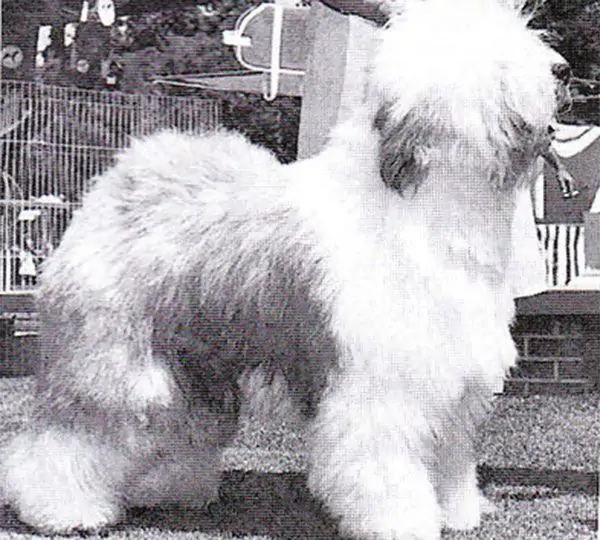 Trosambe Blue Panda Spicer