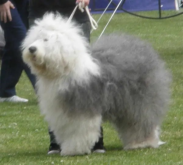 Ulubiona Kudlaty Tramp