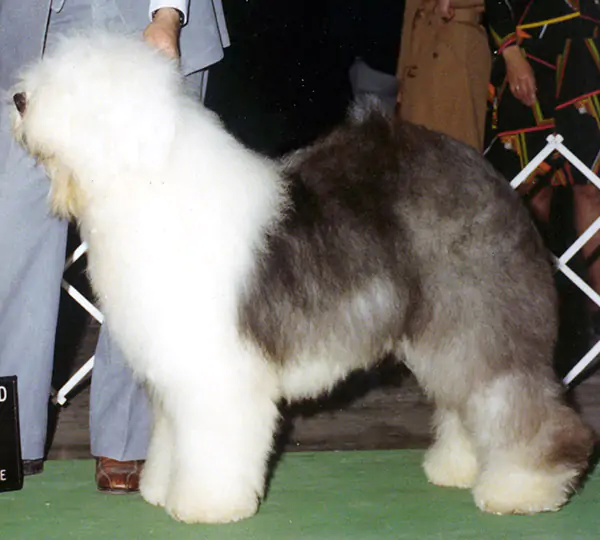 Warwyck Wildfire O Aphrodite