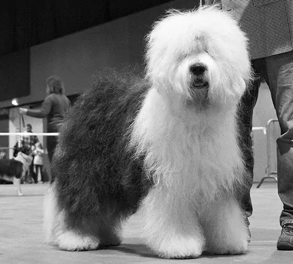 Wotan von den Blue Zottels