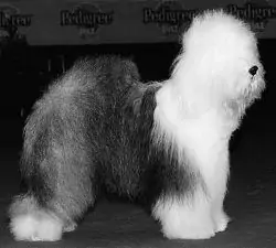 Wudersher Liebling Charlie